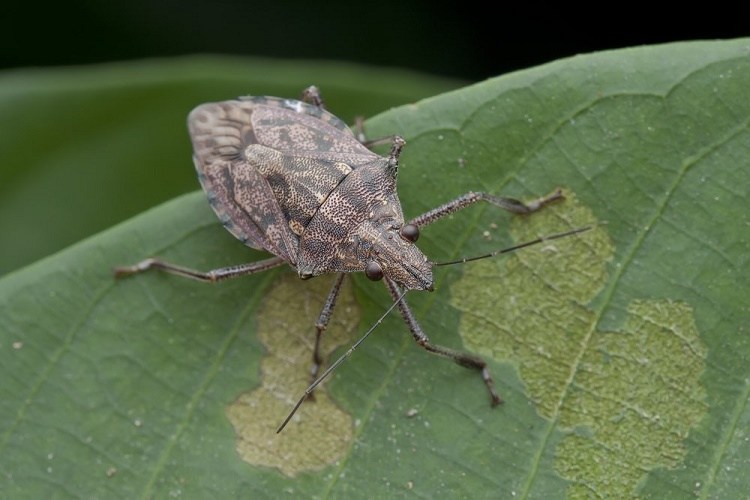 Spot The Bug assassin bug